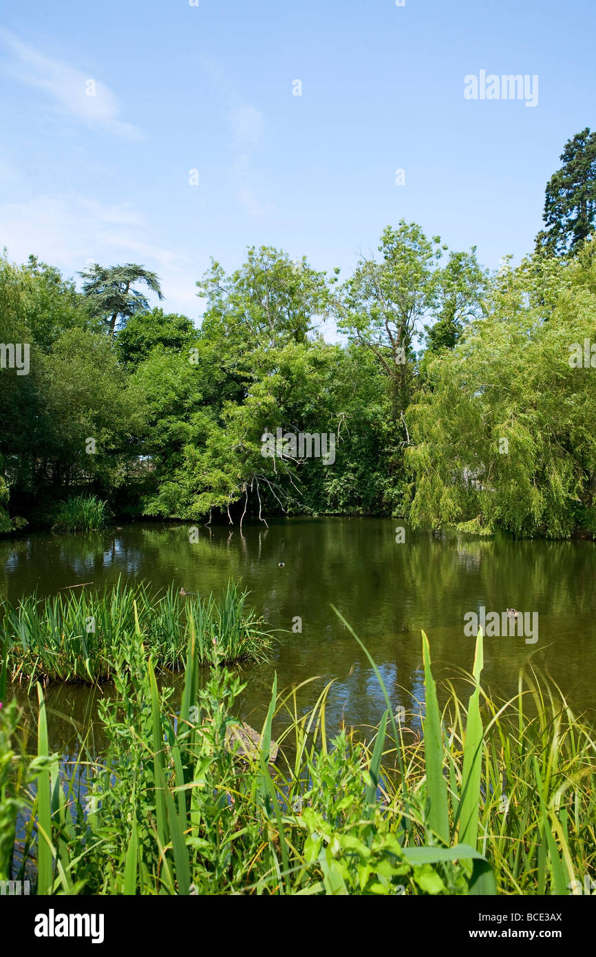 Dorfteich, Slindon, West Sussex, UK Stockfoto