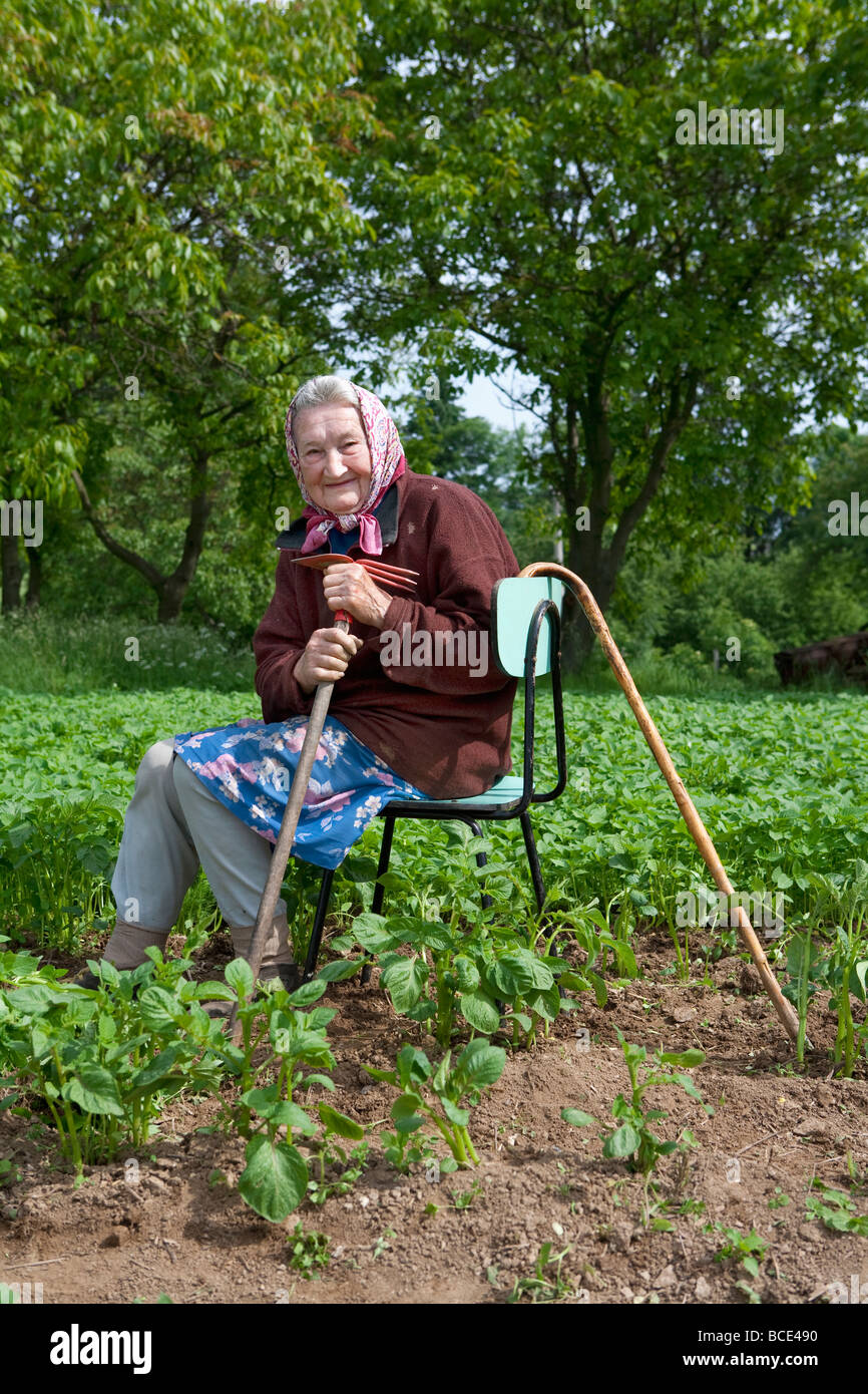 alte Bäuerin mit einem Stock im Kartoffelfeld Stockfoto