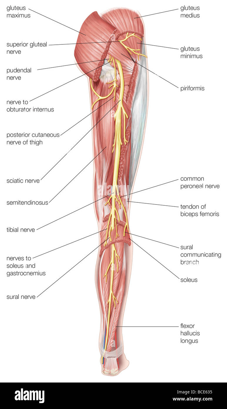 Die hintere Ansicht des menschlichen rechten Beines, zeigt den Ischiasnerv und seine Zweige. Stockfoto