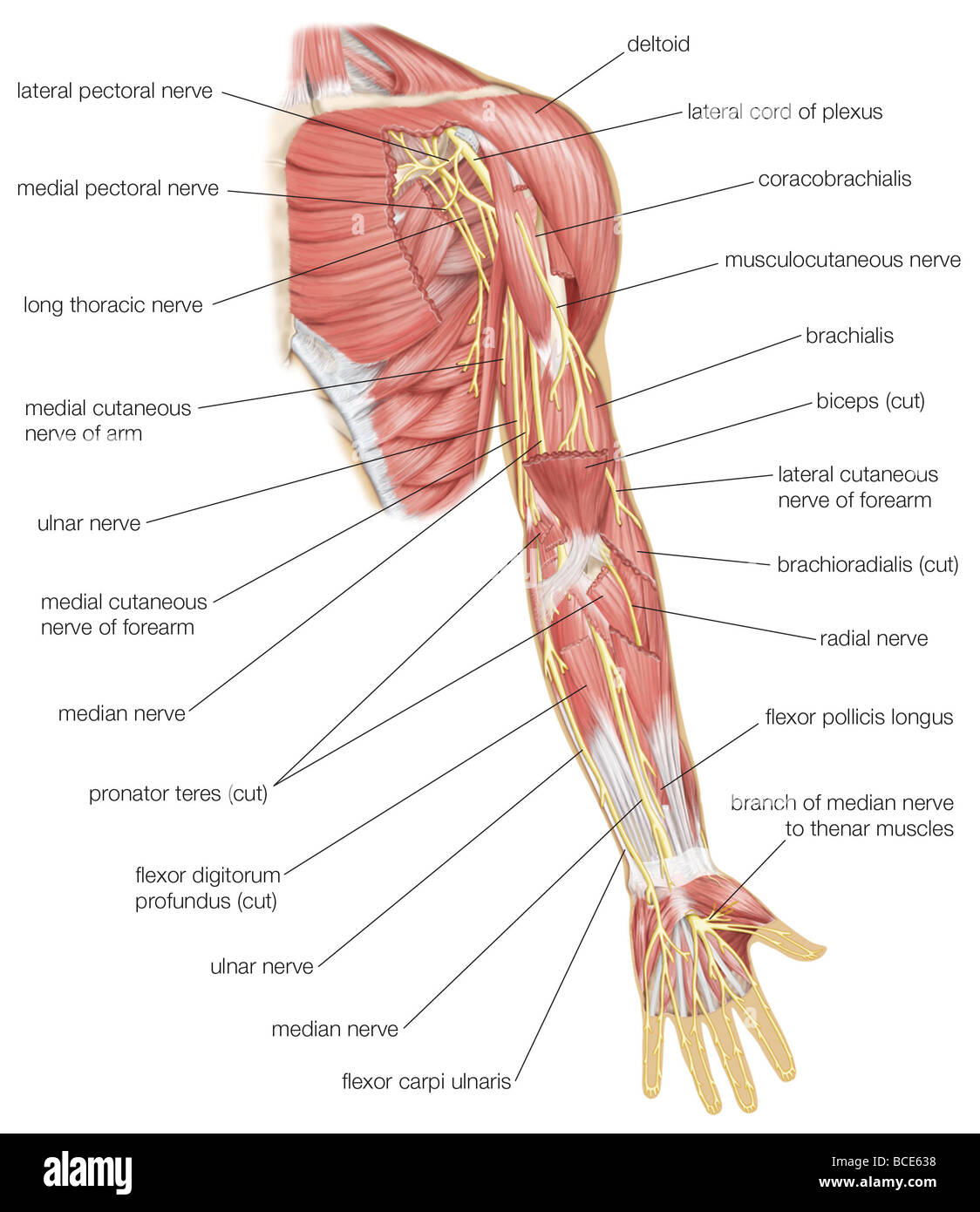 Ansicht von ventral des linken Armes, Median, ulnar und radial Nerven und anderen Zweigen der Plexus brachialis zeigen. Stockfoto