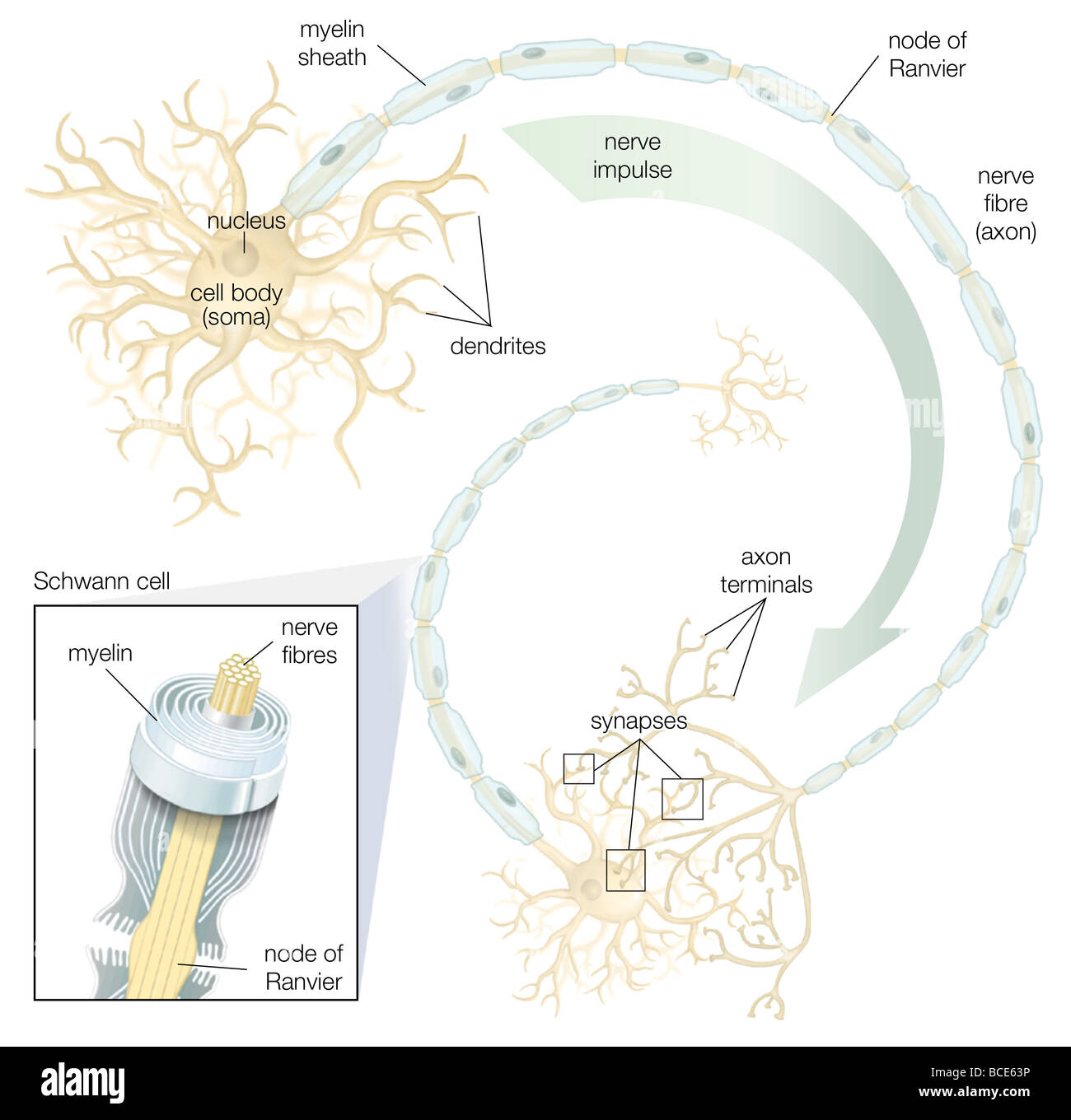 Schwann-Zellen im peripheren Nervensystem produzieren isolierenden Myelinscheiden, die die Axone der viele Neuronen abdeckt. Stockfoto