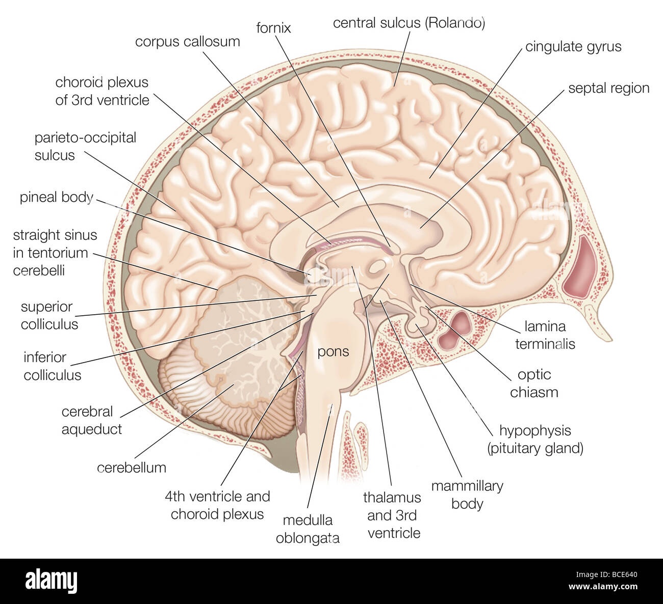 Mediale Ansicht der linken Hemisphäre des Gehirns. Stockfoto