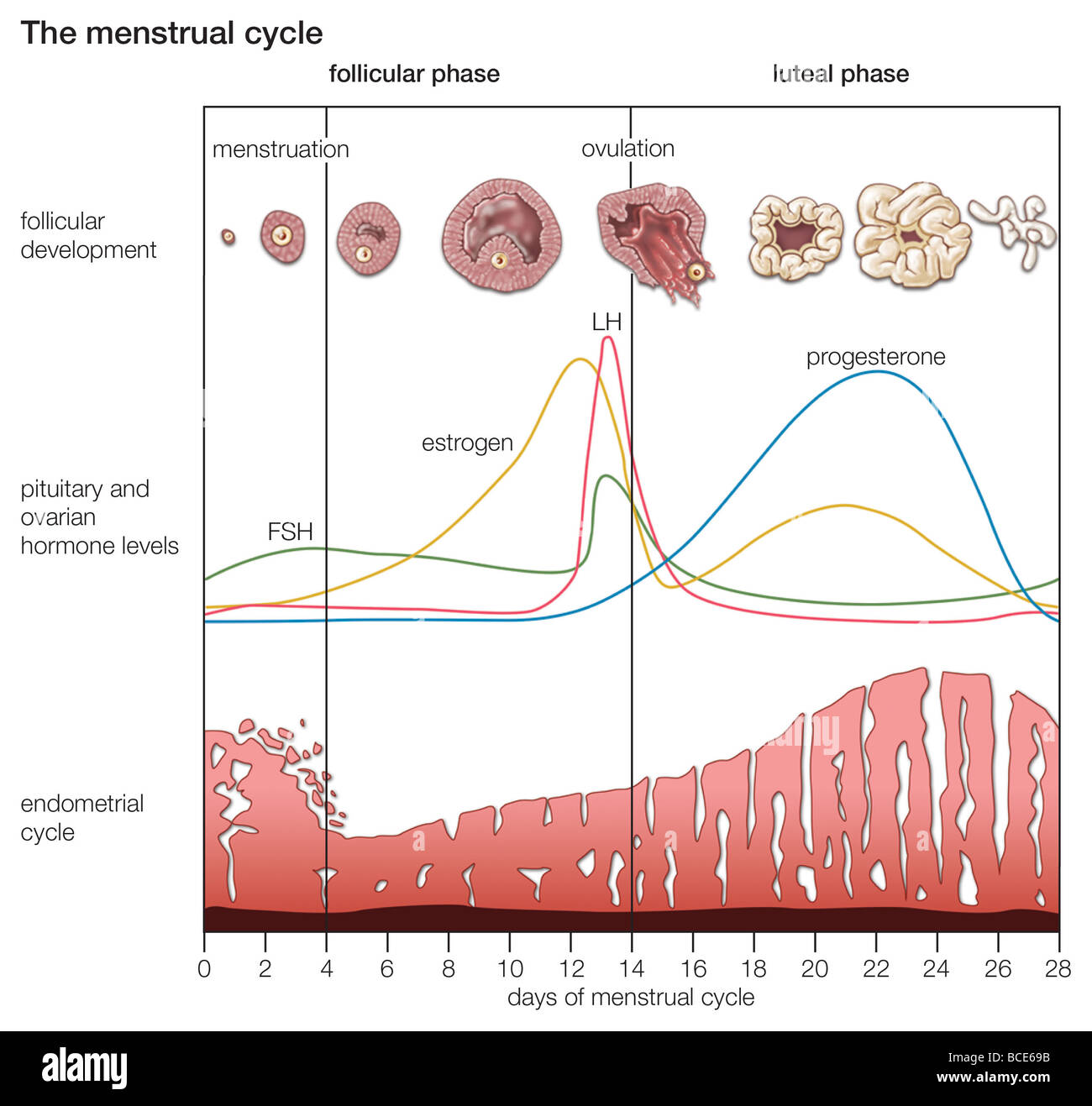 Die zyklischen Veränderungen, die während des normalen Menstruationszyklus bei Frauen auftreten. Stockfoto