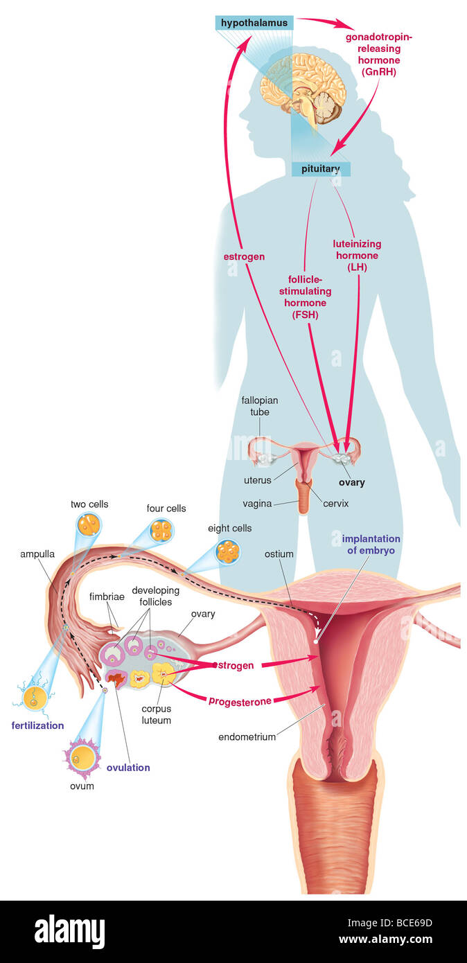 Die wichtigsten Strukturen und Hormone beteiligt bei der Einleitung von Schwangerschaft, sowie die Entwicklung einer Eizelle (Ovum). Stockfoto