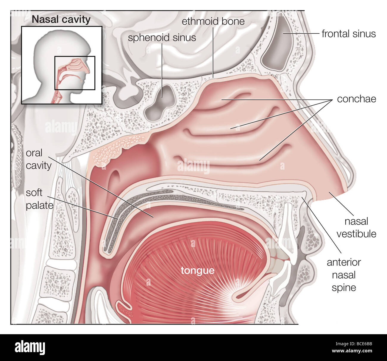 Sagittaler Ansicht der menschlichen Nasenhöhle. Stockfoto