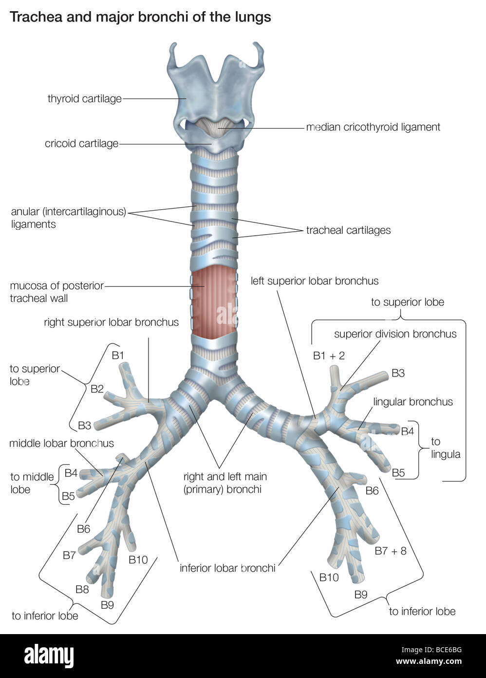 Die Luftröhre und die großen Bronchien der menschlichen ... secondary bronchi diagram labeled 