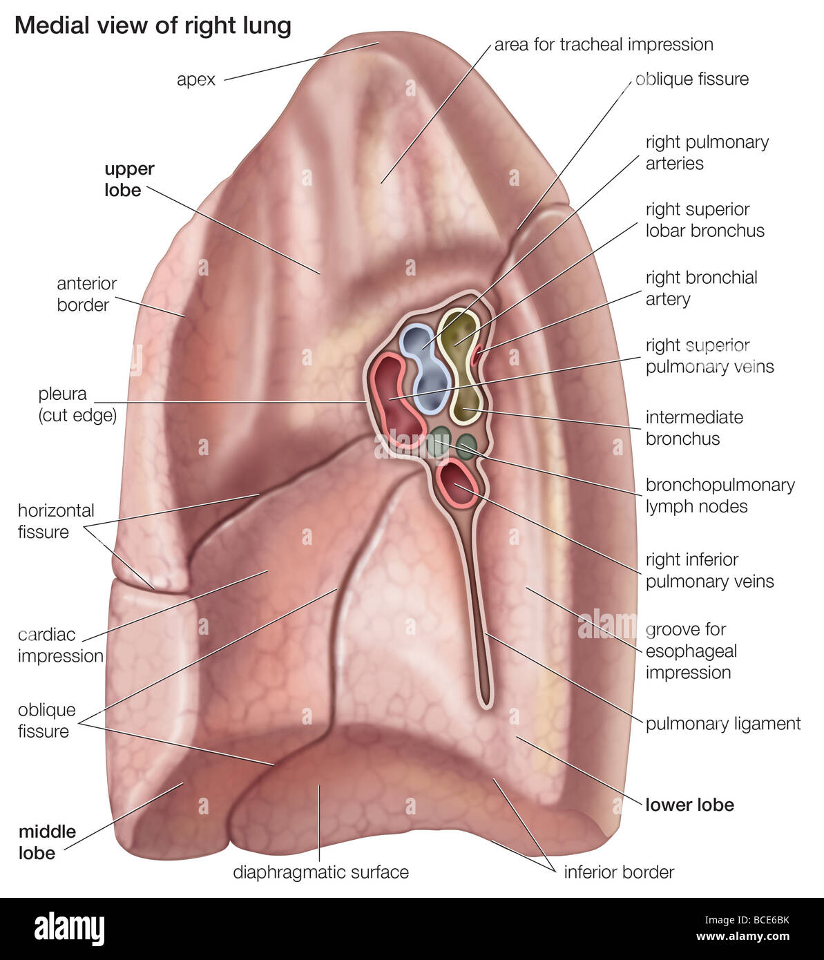 Mediale Ansicht von der rechten Lunge. Stockfoto