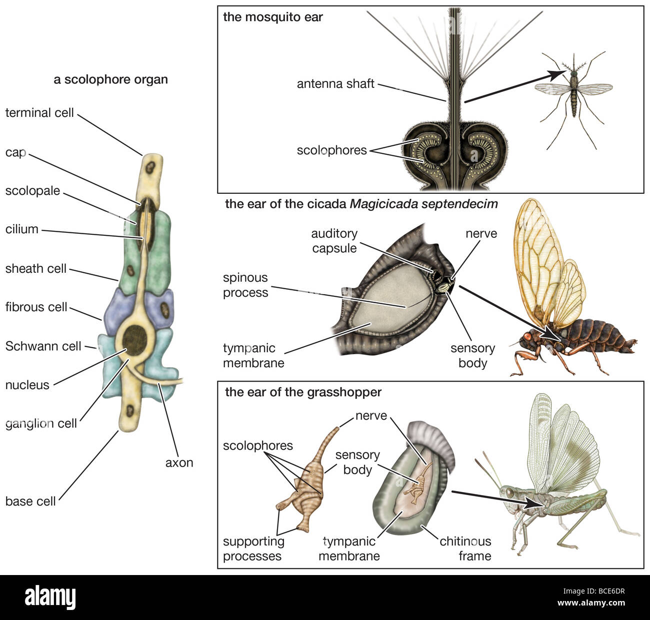 Das auditorische System in verschiedenen Arten von Insekten. Stockfoto