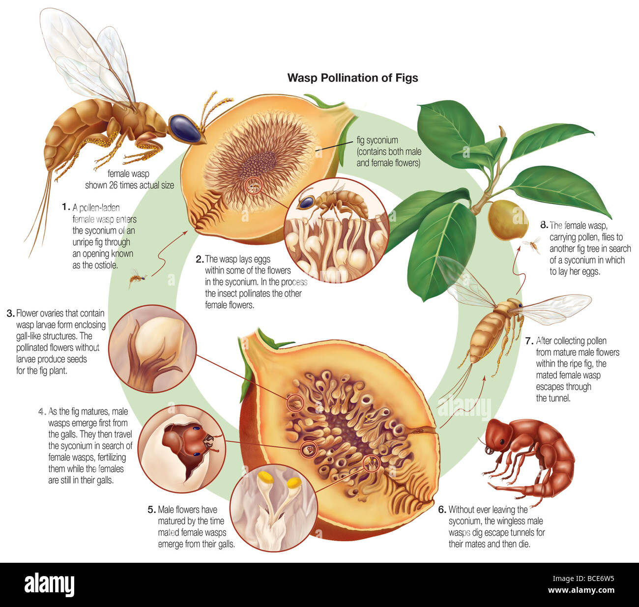 Die Koevolution zwischen Fig Wespen und Feigen ist so tief geworden