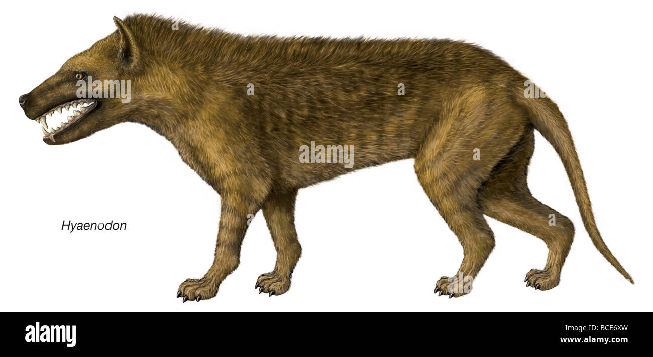 Darstellung der ausgestorbenen Gattung Hyaenodon. Stockfoto