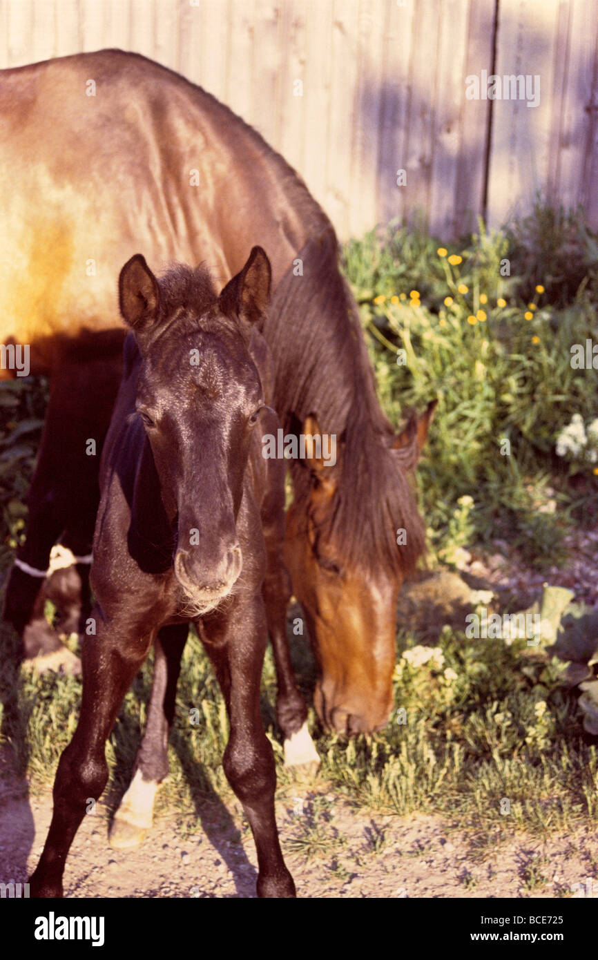 Baby Pferd mit seiner Mutter Stockfoto