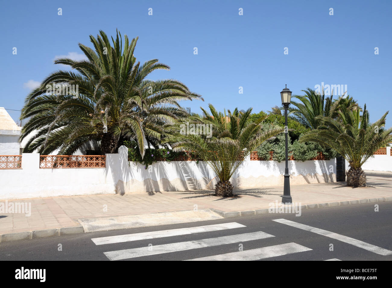 Straße mit Palmen in Corralejo, Kanarischen Insel Fuerteventura, Spanien Stockfoto