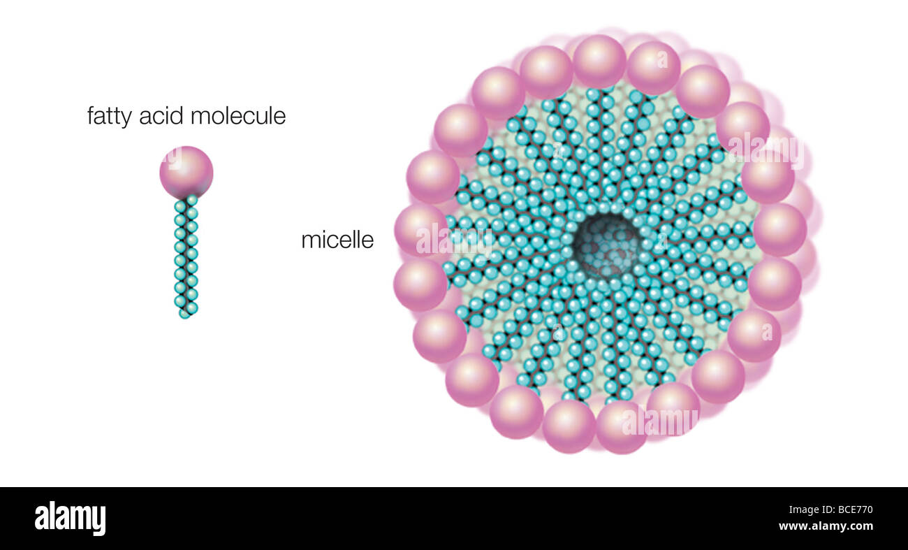 Aufgelöst in Wasser, Fettsäuren in Seife Form Micellen, wandte sich die hydrophilen enden nach außen und die hydrophoben enden nach innen. Stockfoto