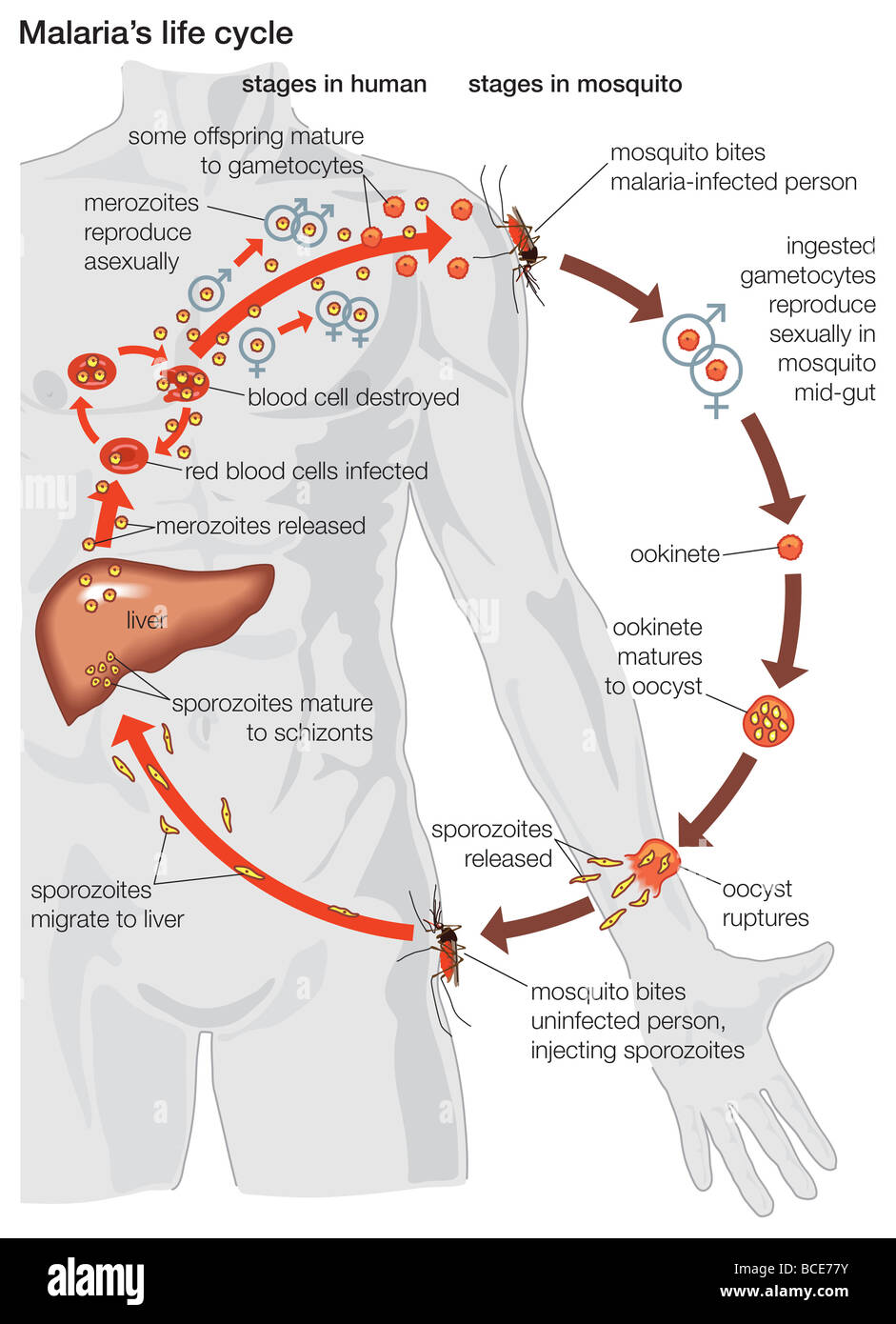 Der Lebenszyklus eines Malaria-Parasiten, vom Zeitpunkt innerhalb des Körpers einer Mücke, die innerhalb des Körpers eines Menschen. Stockfoto