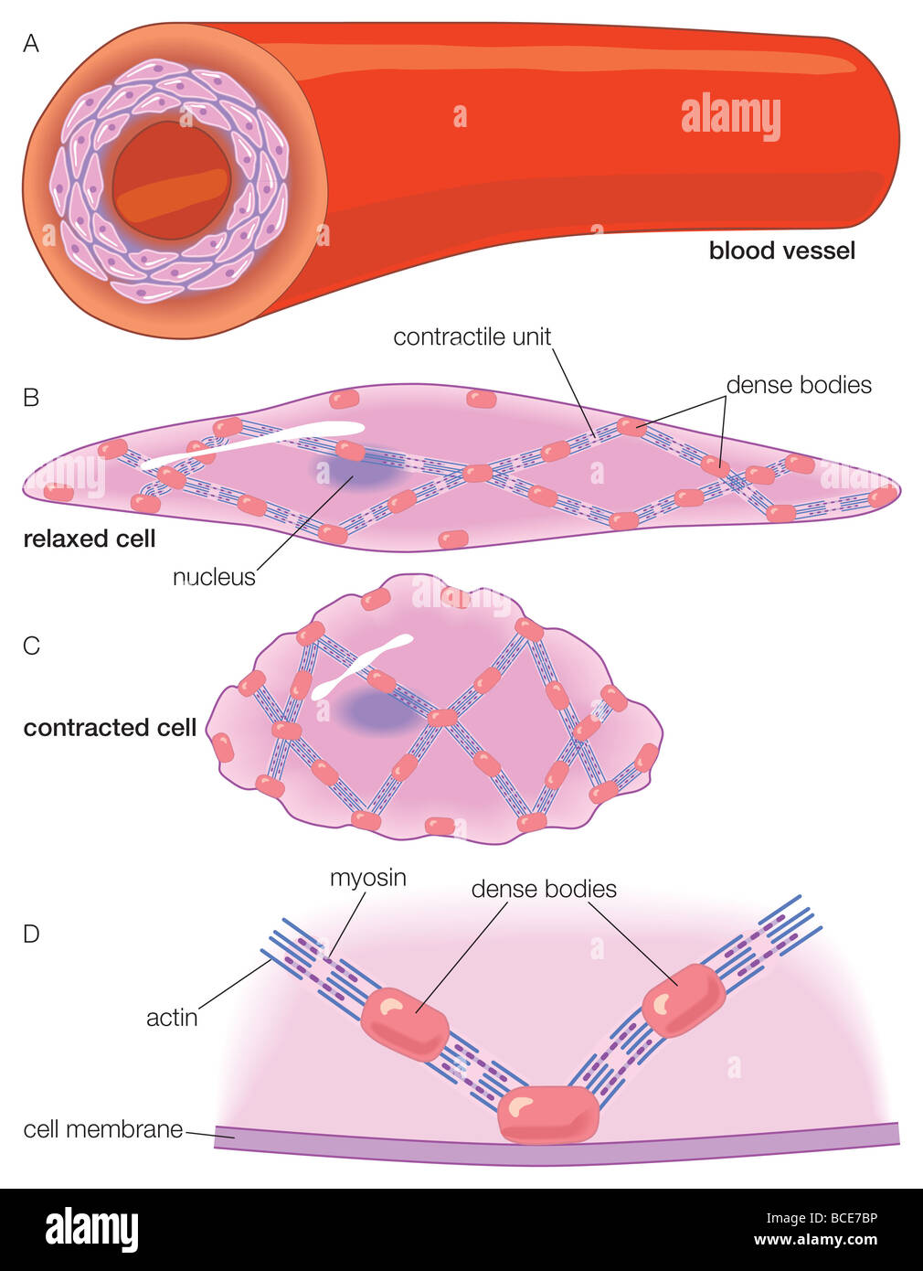Die Arterienwand und die Ultrastruktur der glatten Muskelzellen innerhalb es. Stockfoto