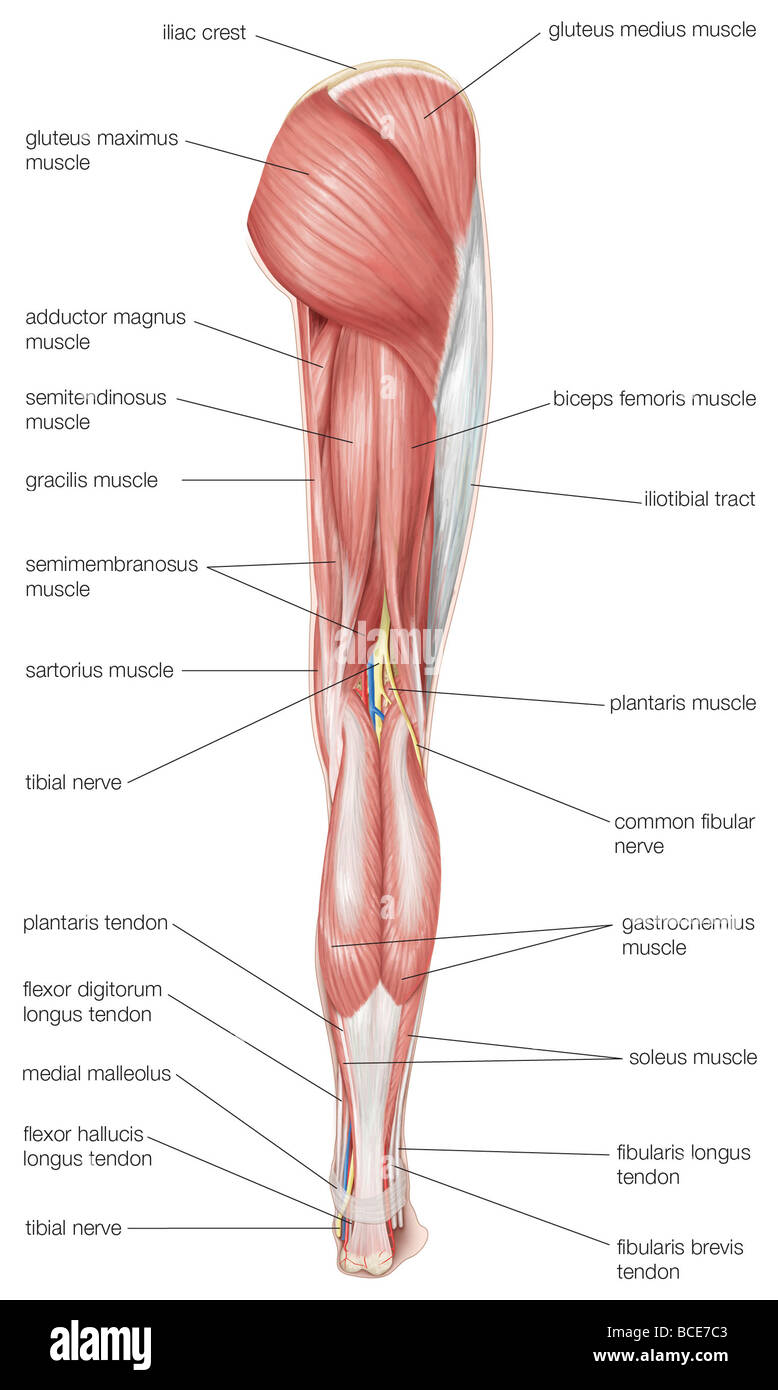 Hintere Ansicht des menschlichen rechten Beines, zeigt die Muskeln der Hüfte, Oberschenkel, Unterschenkel, sowie und tibiale Nervus. Stockfoto