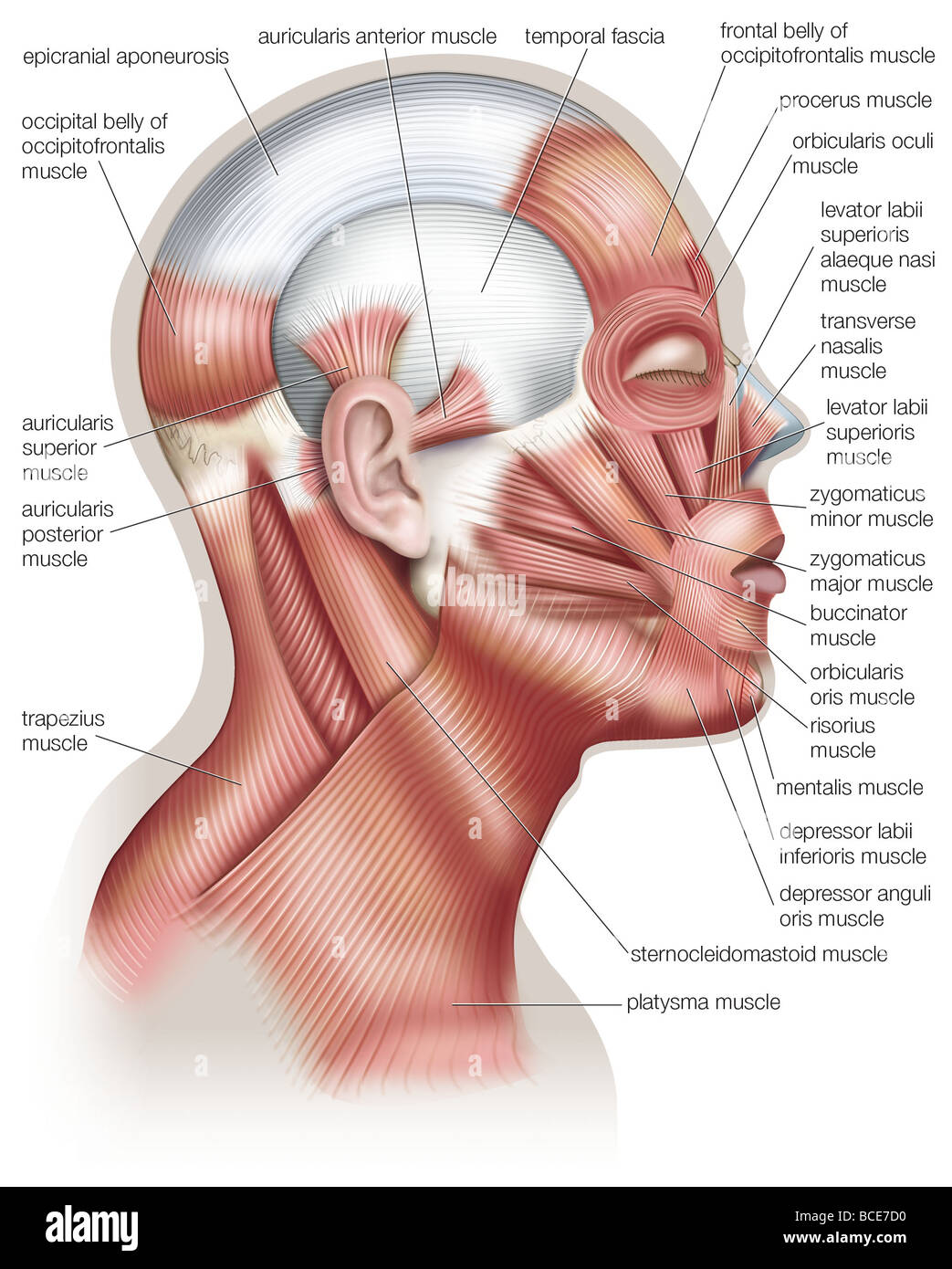 Die Muskeln des menschlichen Kopfes verwendet im Gesichtsausdruck. Stockfoto