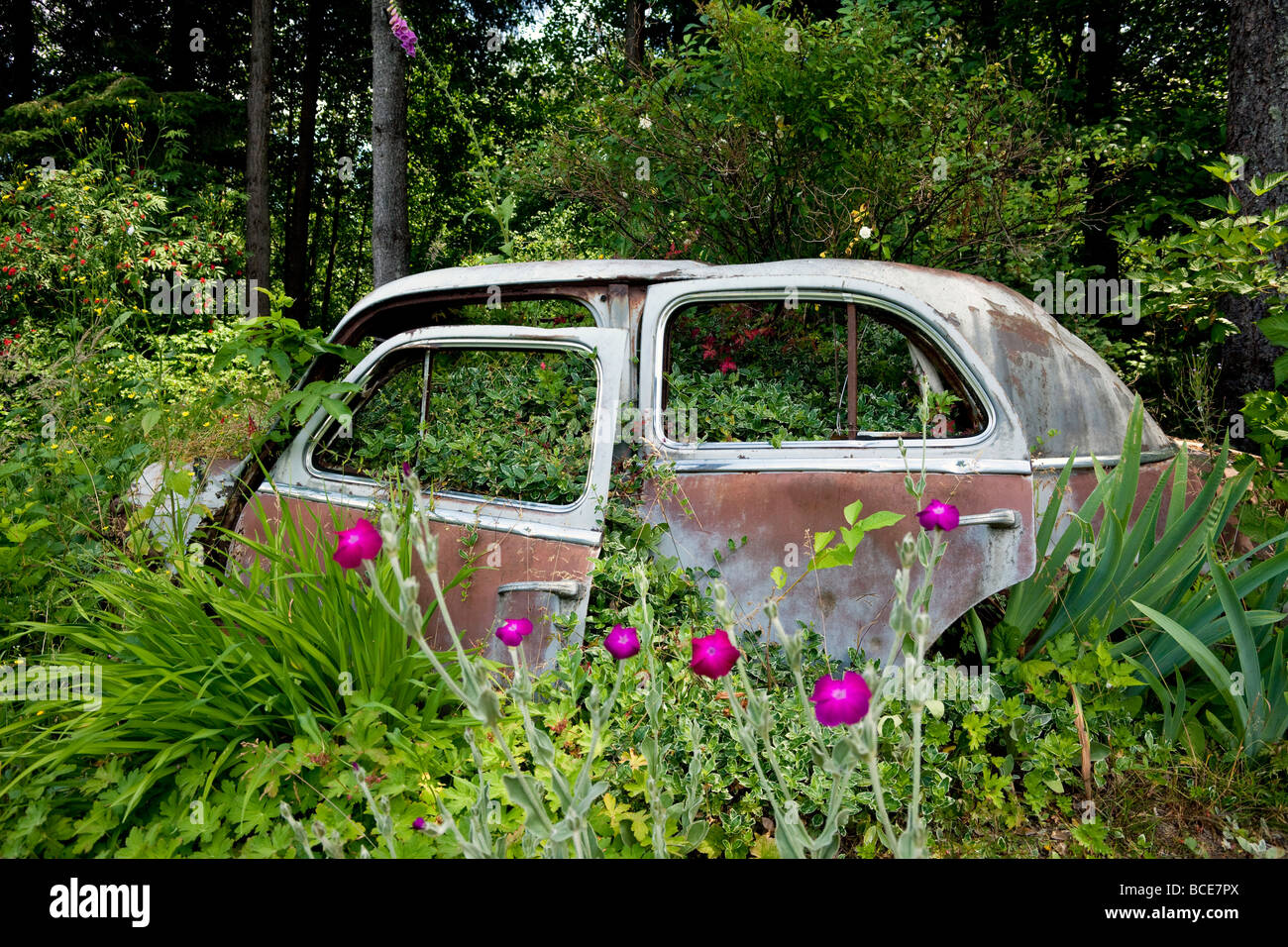 verlassenes Auto mit Büschen wachsen durch: der Triumph der Natur Stockfoto