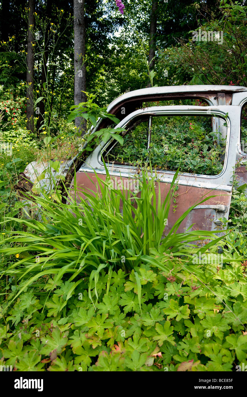 verlassenes Auto mit Büschen wachsen durch: der Triumph der Natur Stockfoto