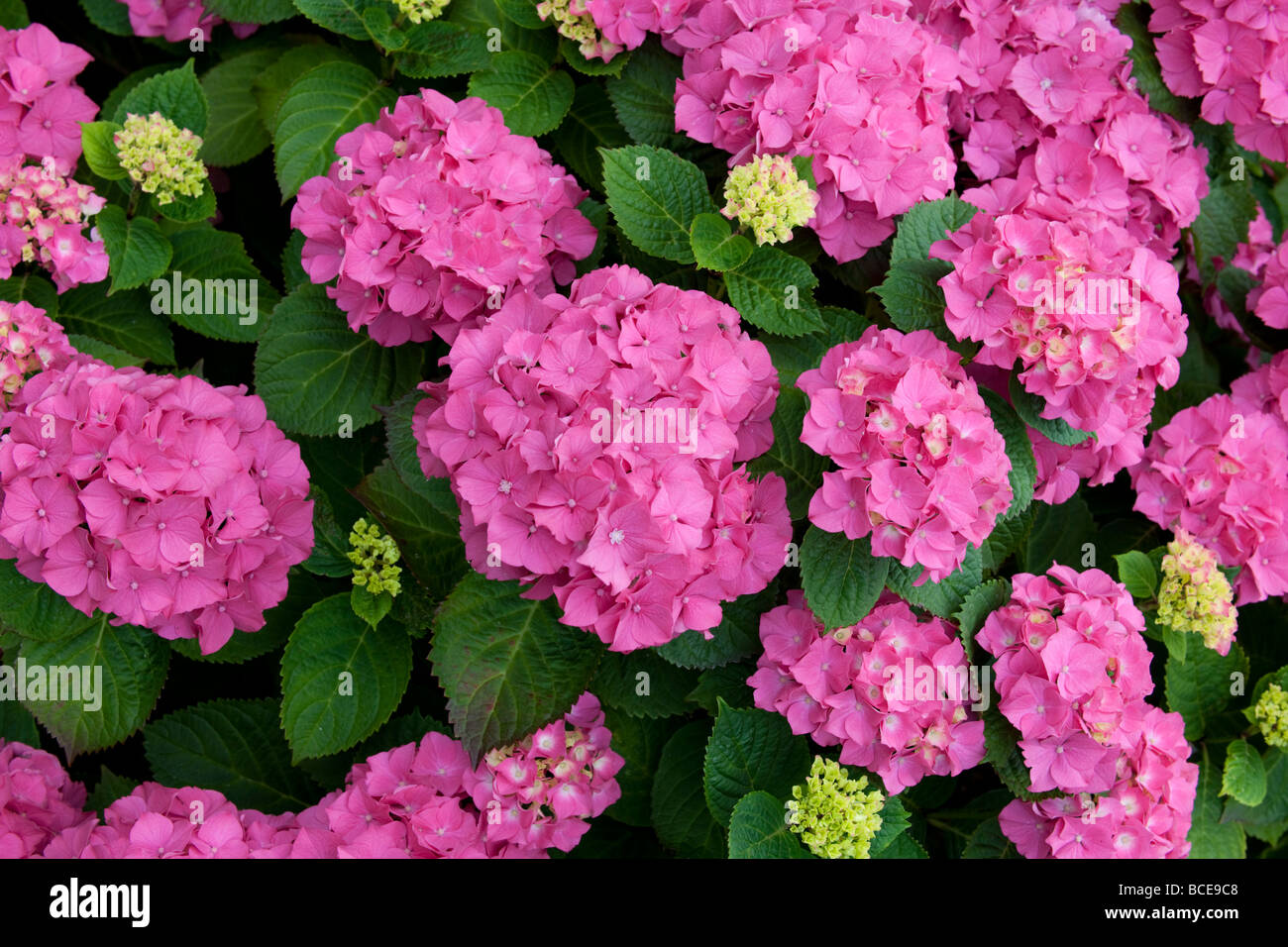 Rosa Hortensie Strauch in voller Blüte Stockfoto