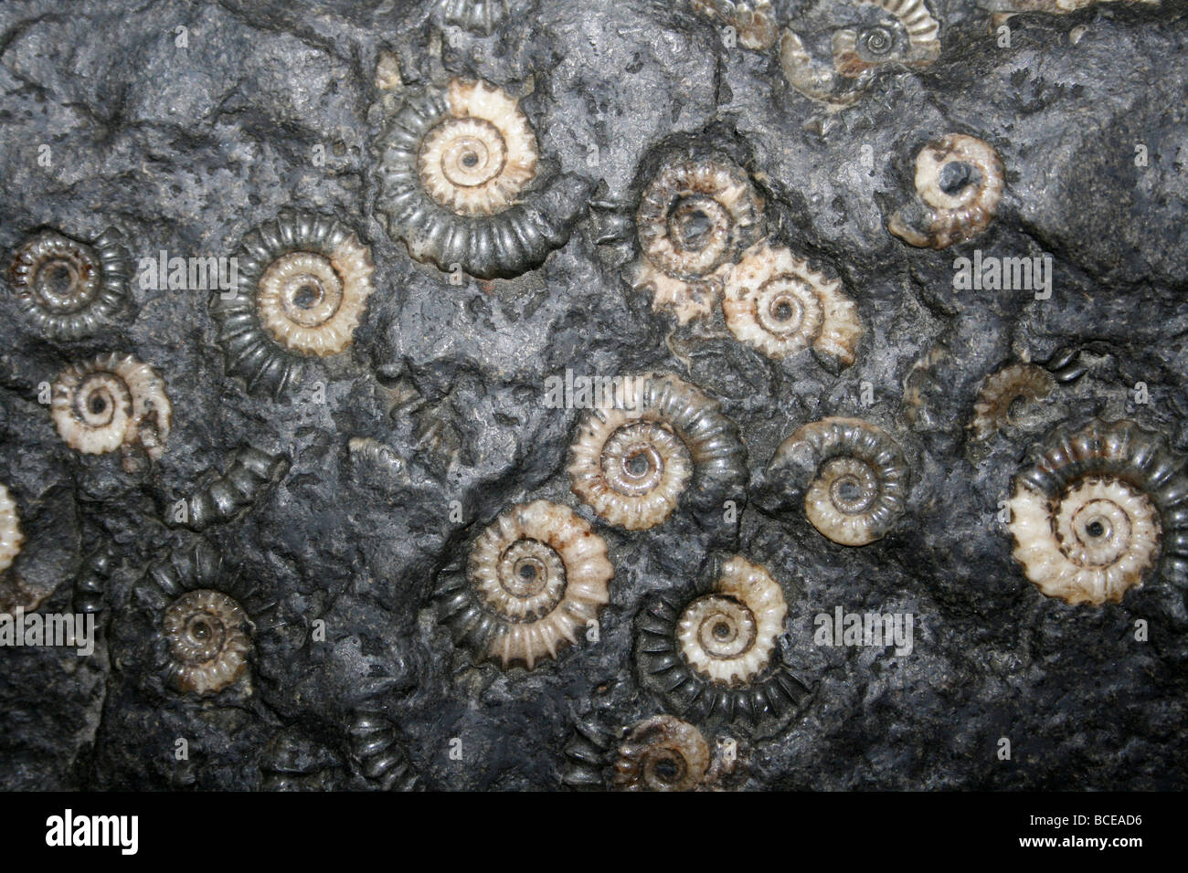 Marston Magna Marmor Ammoniten Fossil Somerset, England, Vereinigtes Königreich Stockfoto