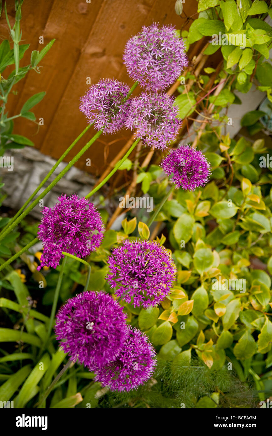 Ein Lila Allium Giganteum Blume. Stockfoto