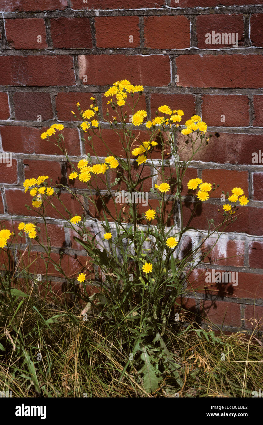 Glatte Hawk s Bart Crepis Capillaris Asteraceae UK Stockfoto
