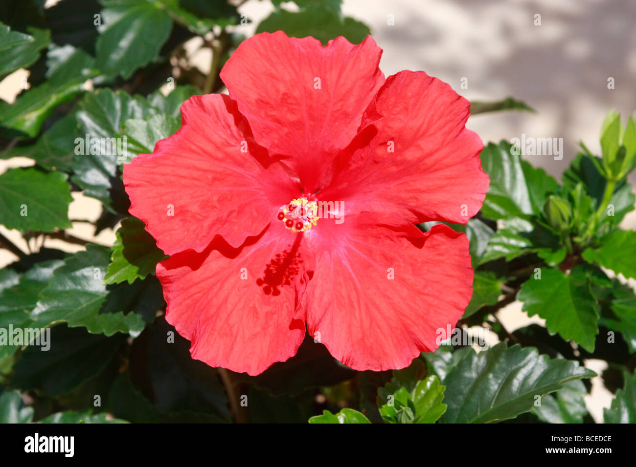 Spektakuläre lebhaft roten Hibiskusblüte mit glänzenden dunkelgrünen Blättern Stockfoto