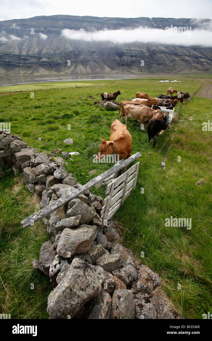 Kühe auf der Wiese, Südost-Island Stockfoto