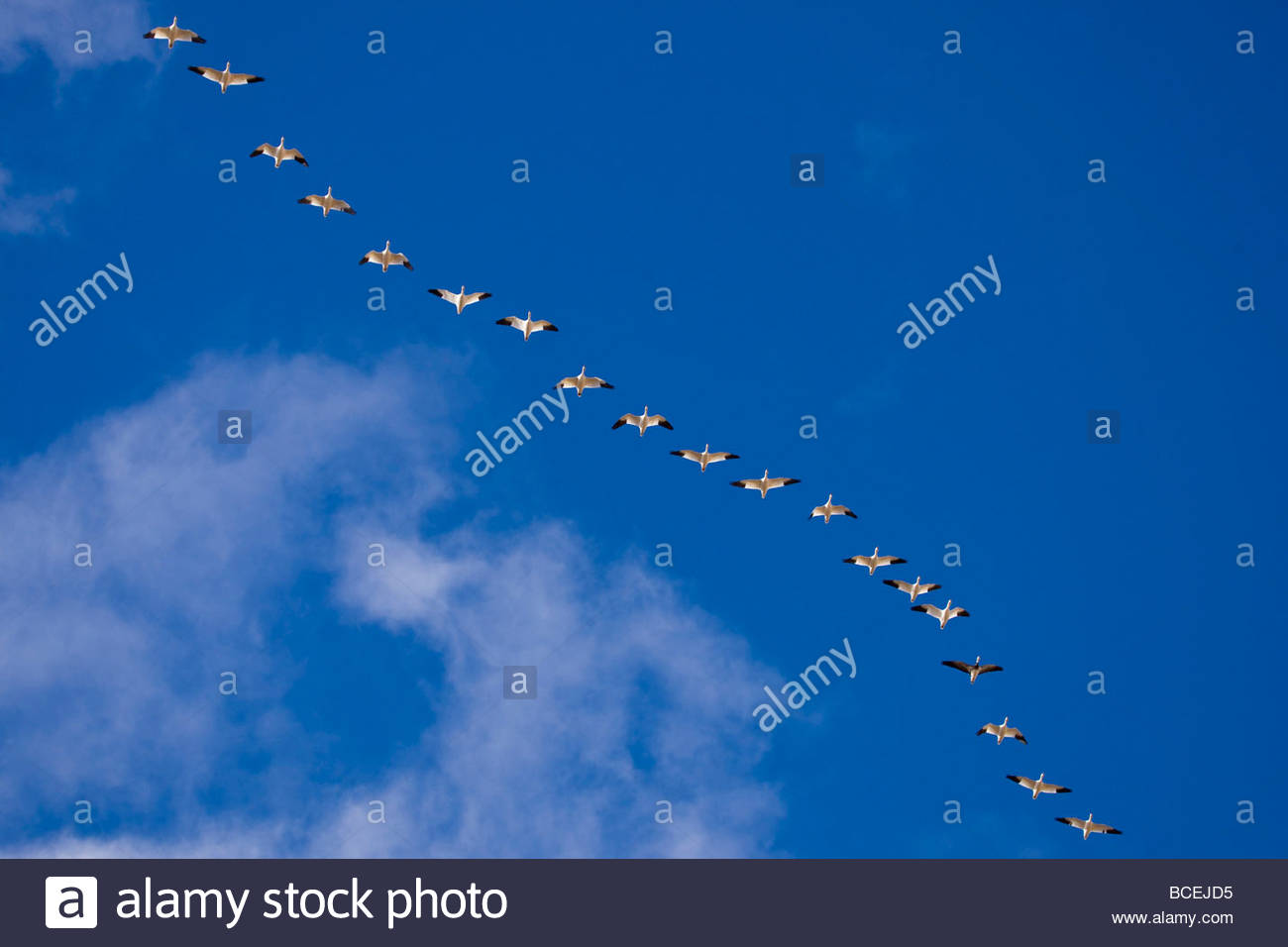 Eine Herde von Schneegänse (Chen Caerulescens) fliegen in Formation. Stockfoto