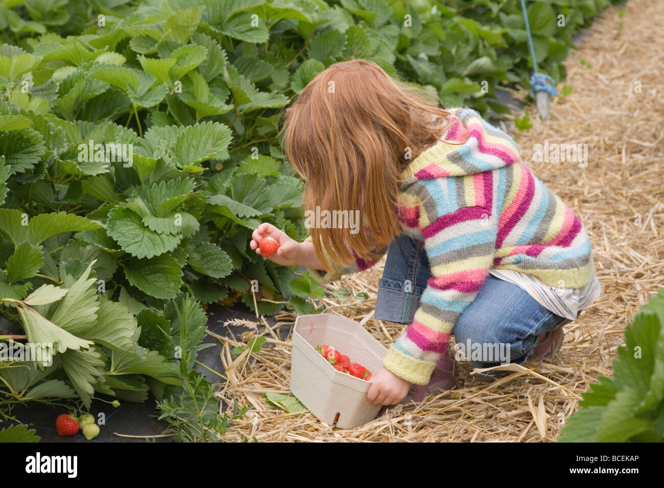 Mädchen pflückt Erdbeeren an einem Pick deine eigene farm Stockfoto
