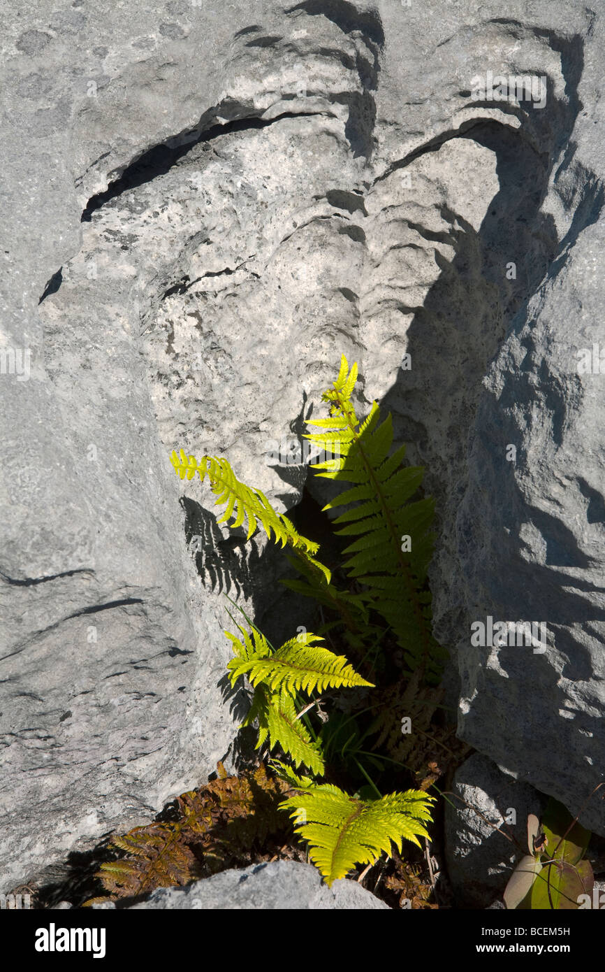 Ein Farn wächst in einem Kalkstein Spalt in die Burren Stockfoto