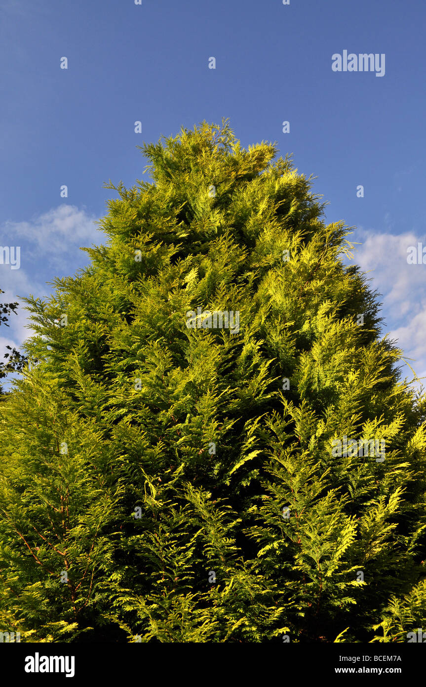 Baum Farn Leylandii Schnell Wachsende Strauch Garten Streit