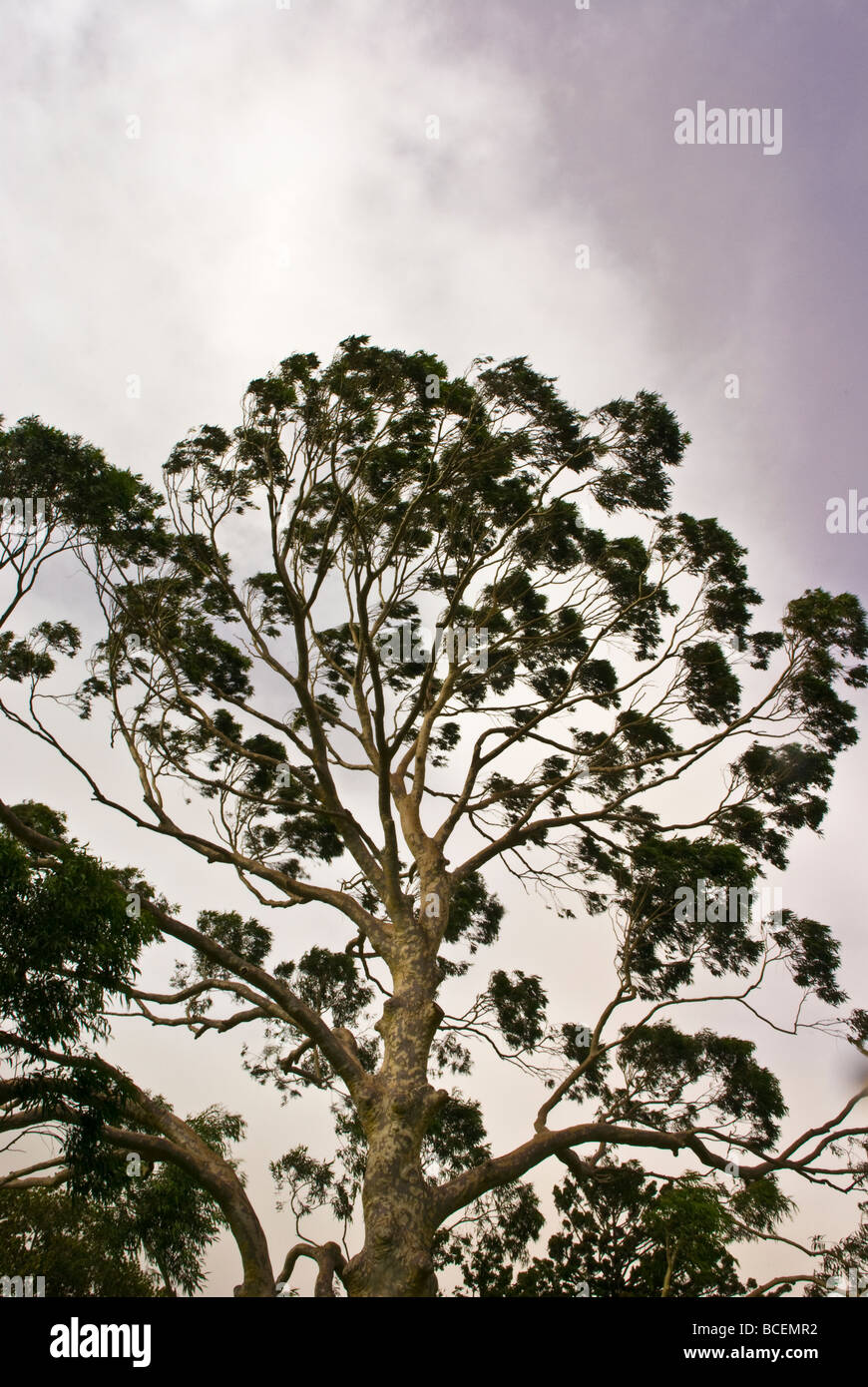 Schwerer Sturmwinde Peitschen eine riesige Spotted Gum, Corymbia Maculata. Stockfoto