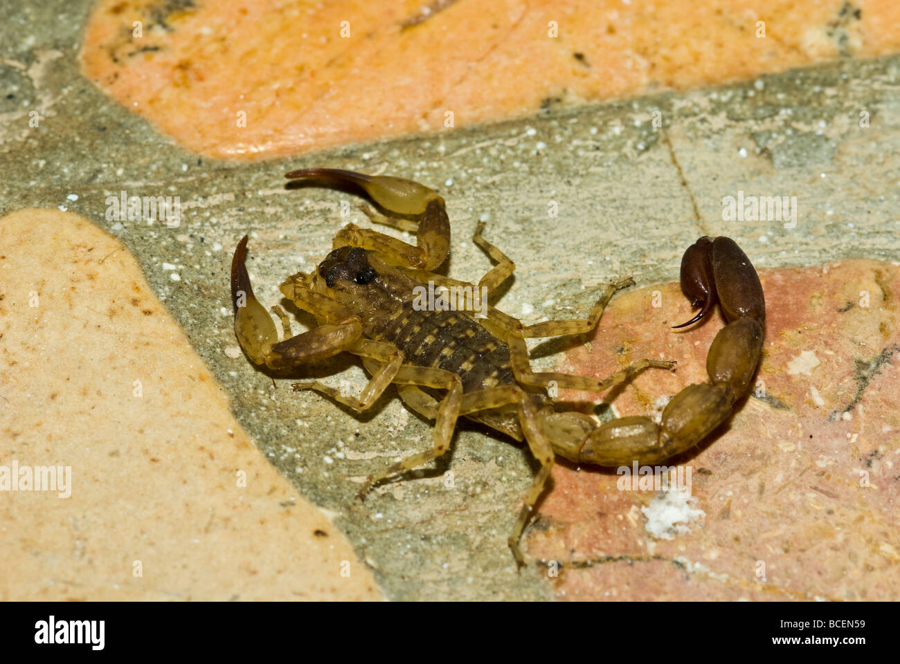 Eine giftigen Skorpion-Jagd nach Beute in einem Badezimmer Villa ist gefährlich. Stockfoto