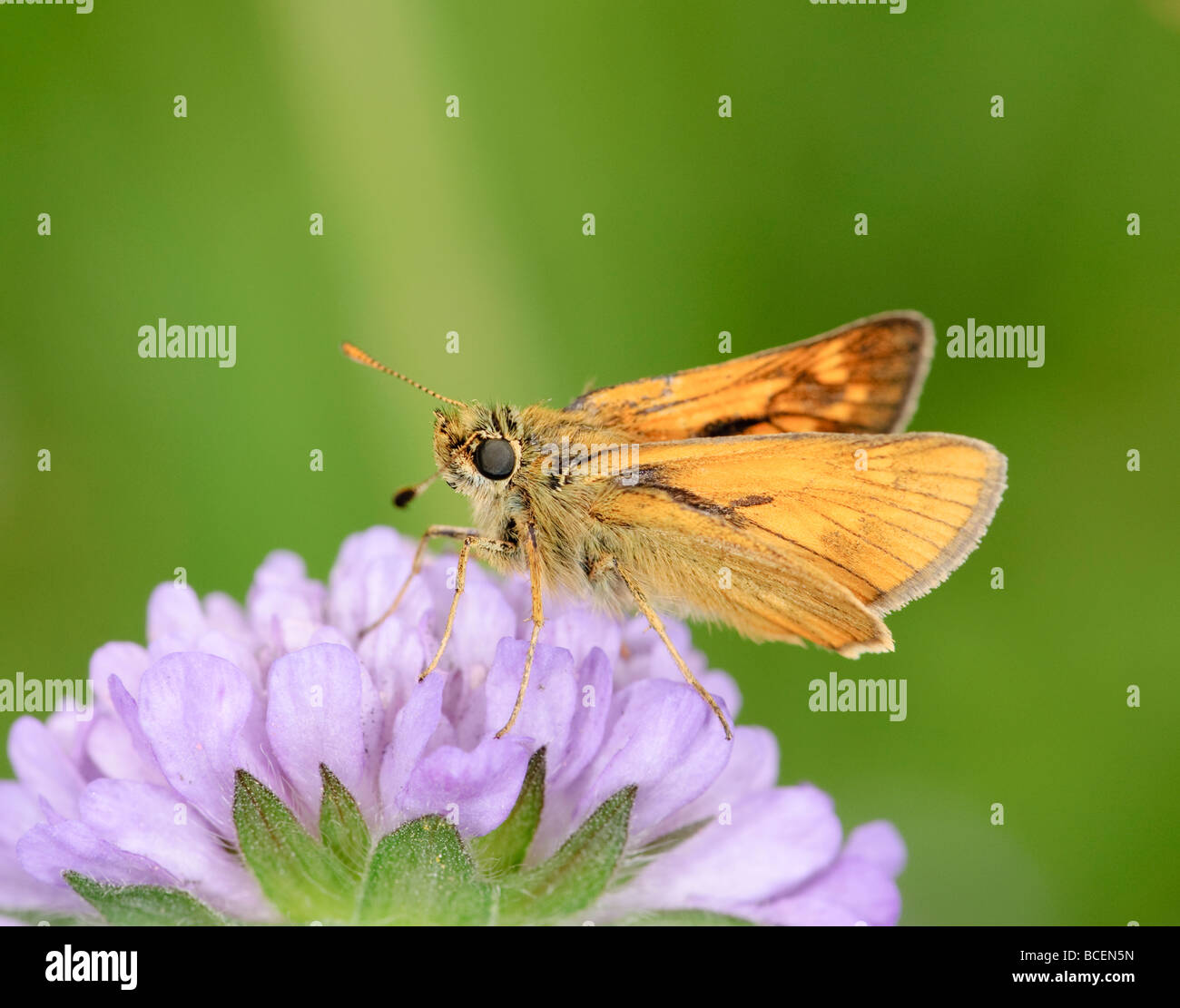 Schmetterling groß Skipper Ochlodes Venatus auf einer Blume Stockfoto