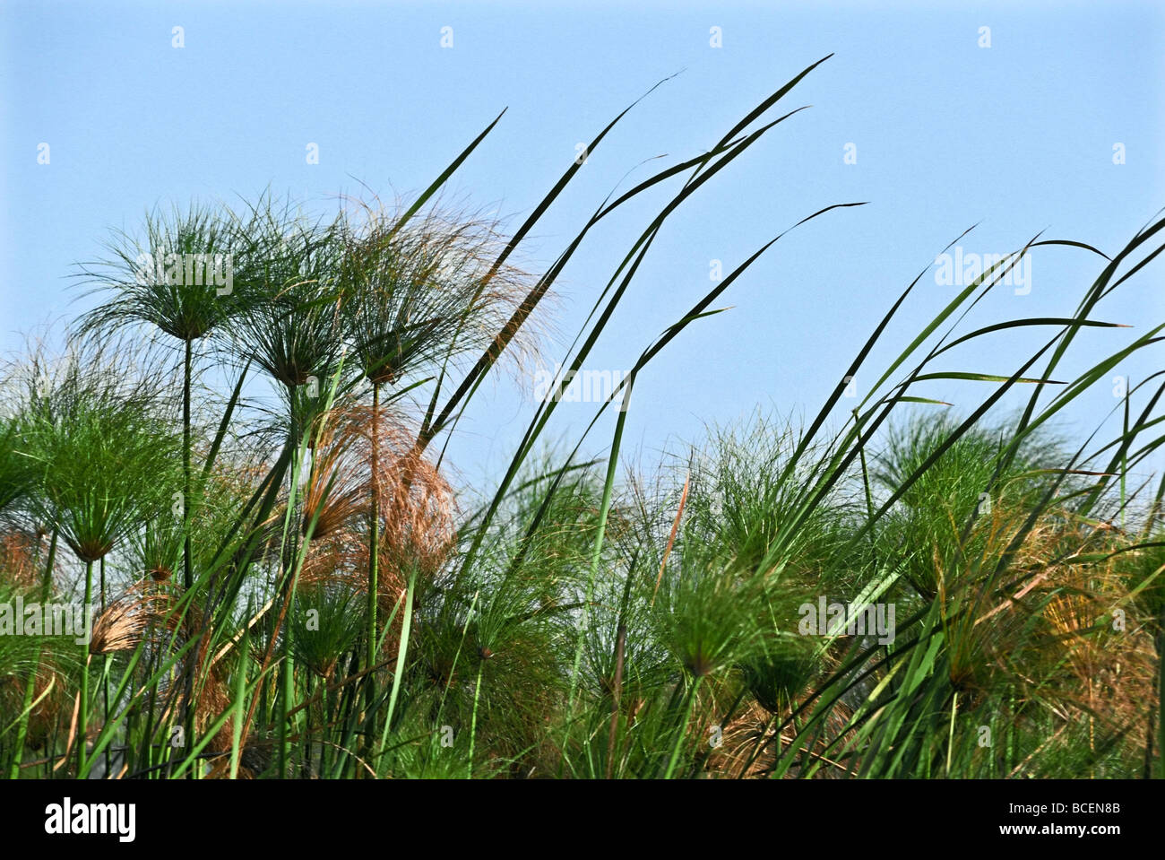 Wind fegt durch einen Stand von East African Papyrus Cyperus Papyrus. Stockfoto