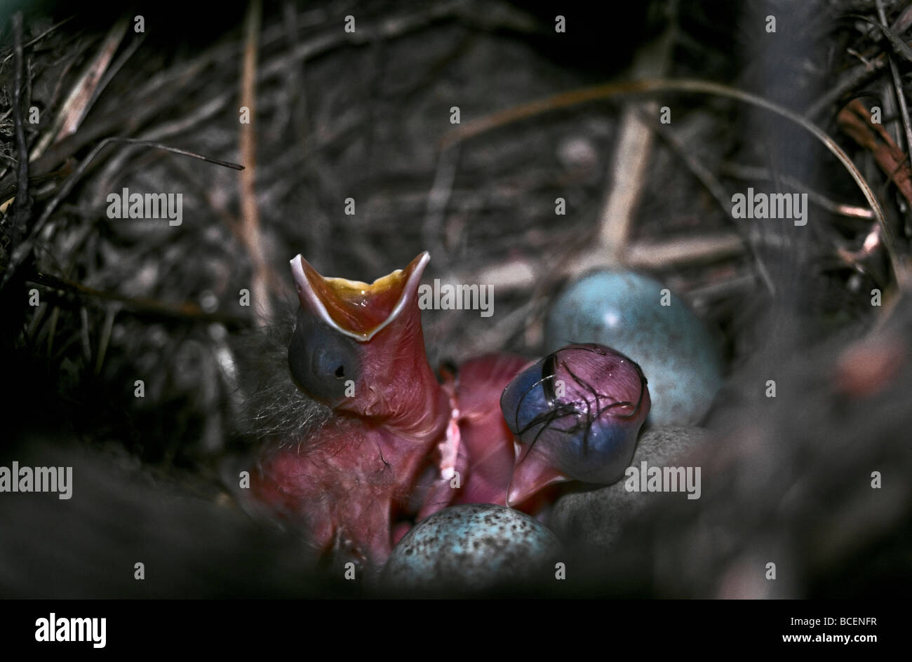 Zwei hungrige einen Tag alt Blackbird Küken in einem Nest ungeschlüpfte Eier. Stockfoto