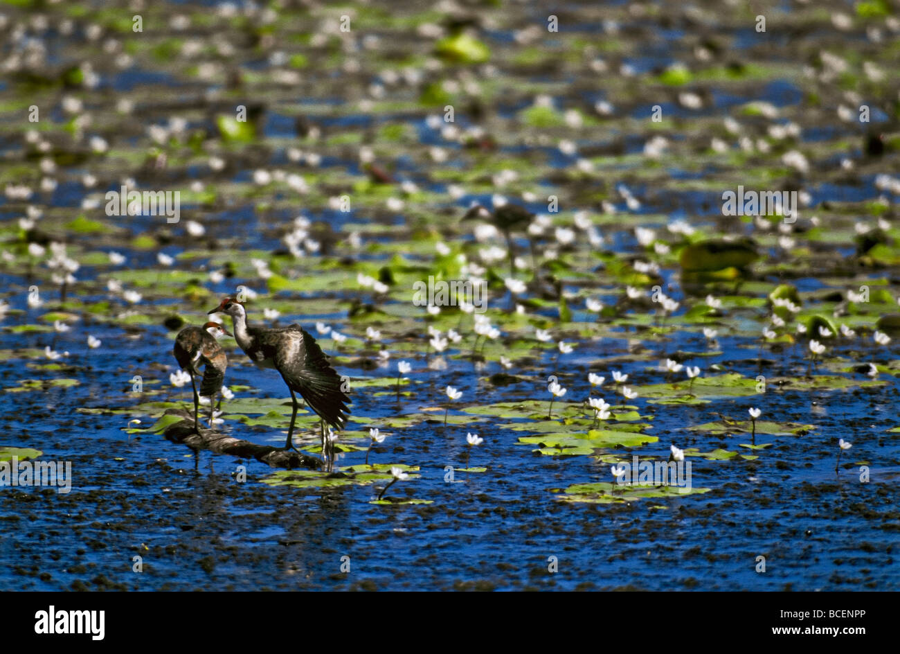 Drei zierliche Comb-Crested Jacana waten auf schwimmenden Seerosen. Stockfoto