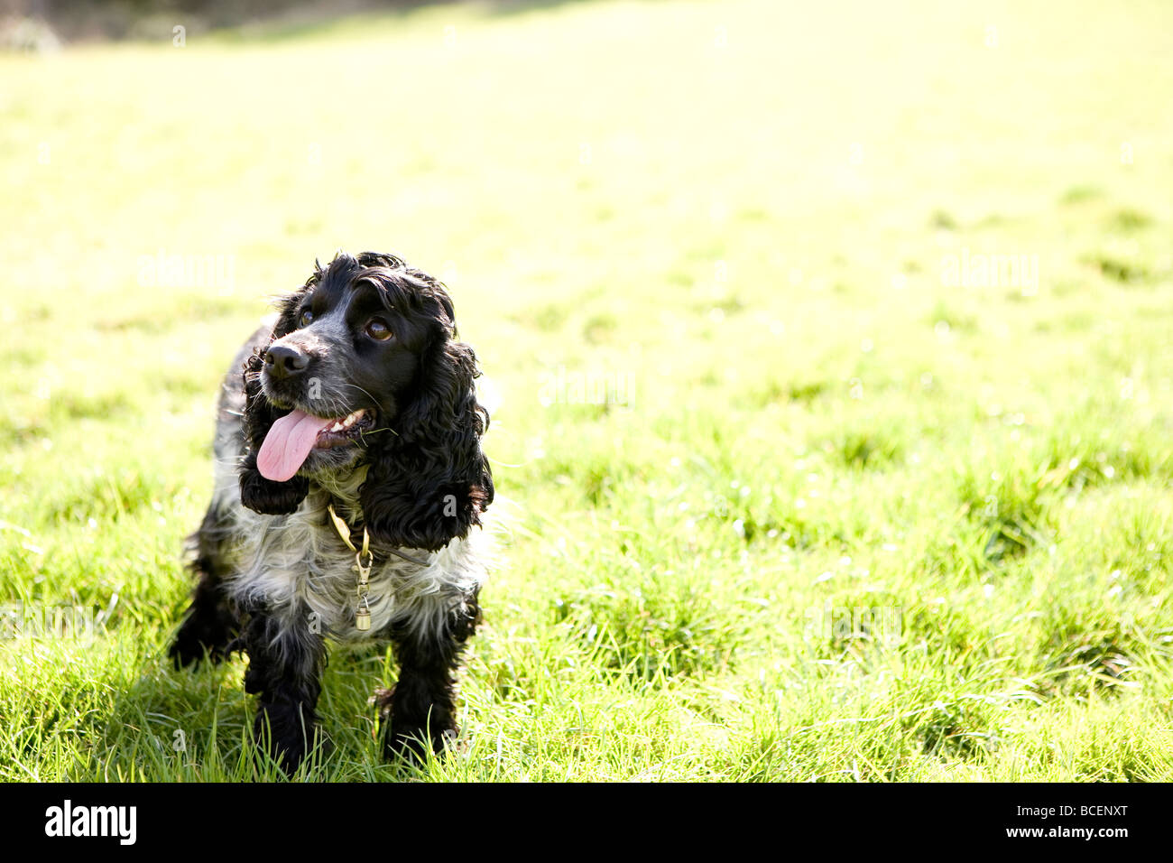 schwarz / weiß Cocker Spaniel im Feld Stockfoto