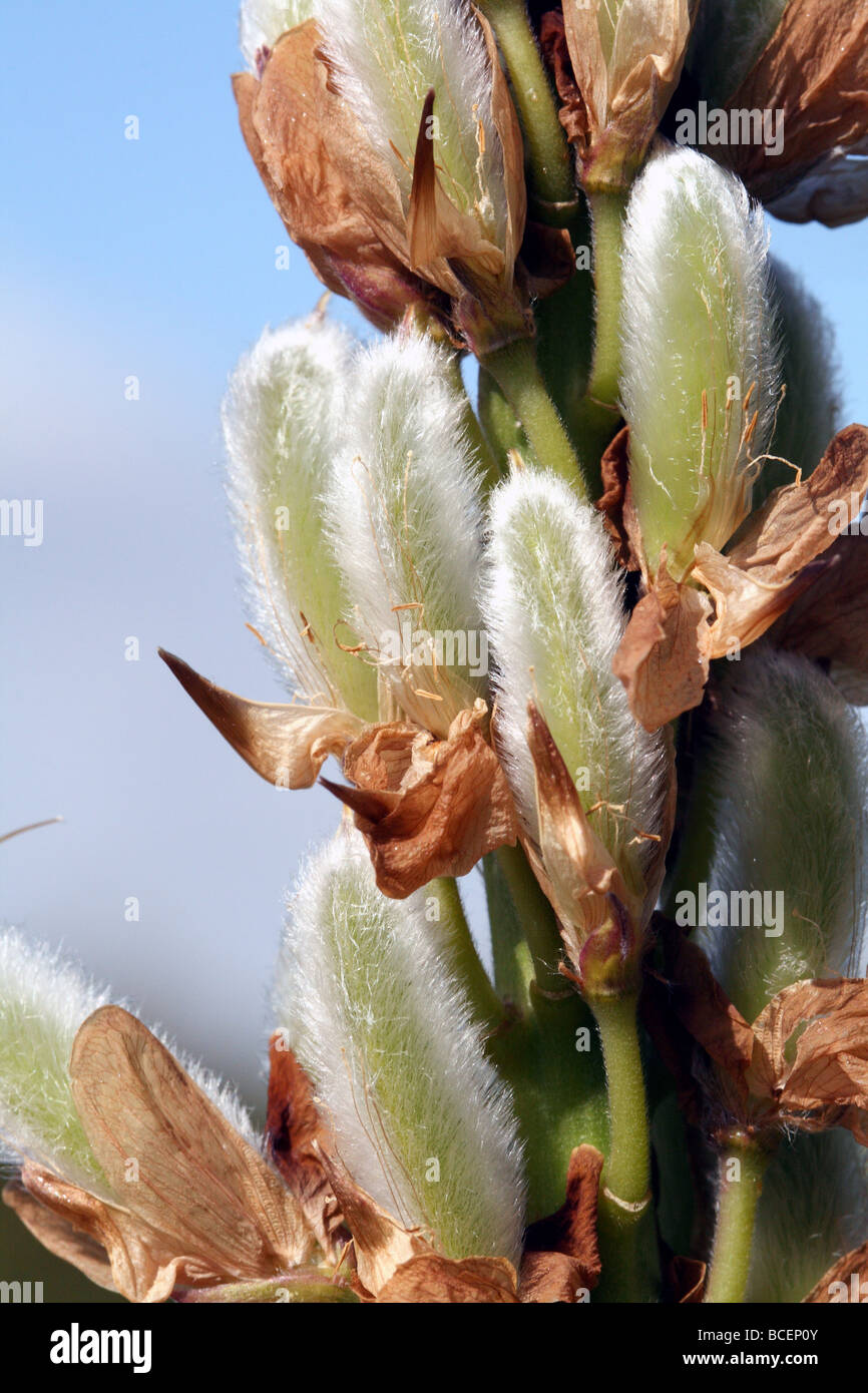 Samenkapseln der Lupine Pflanze Familie Fabaceae oder Erbse Nahaufnahme Schuss Canon Makro 100 mm Stockfoto
