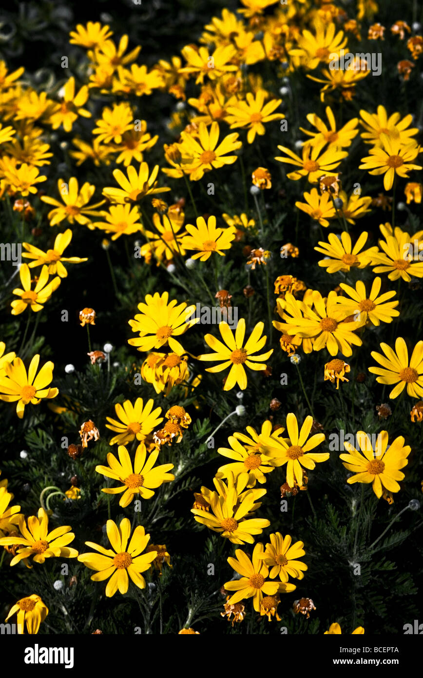 Euryops Actinobakterien ist eine gänseblümchenartigen Blume, die blüht im Reich gelb Stockfoto