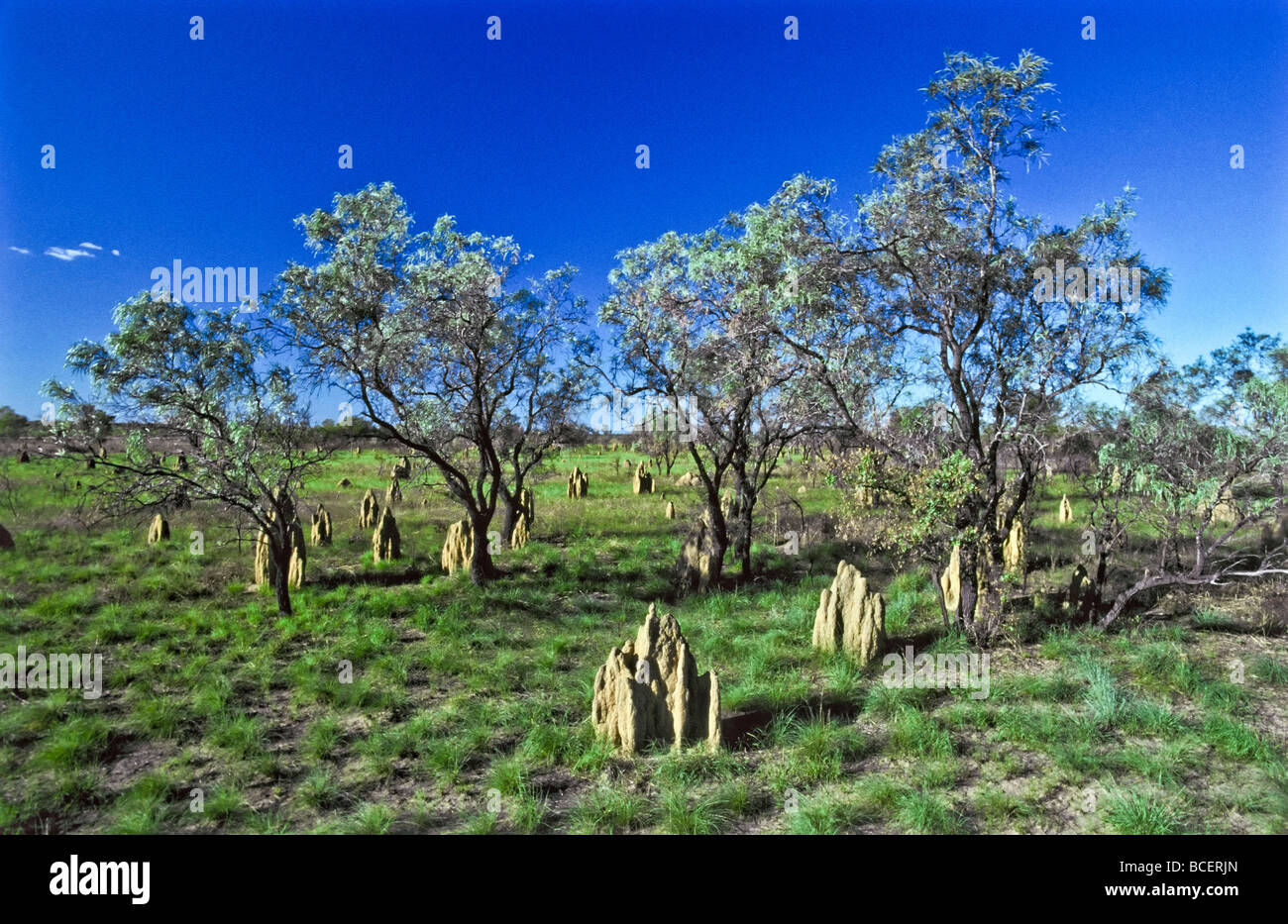 Termitenhügel entstehen aus einem üppigen Überschwemmungsgebiet in Australiens Top End. Stockfoto