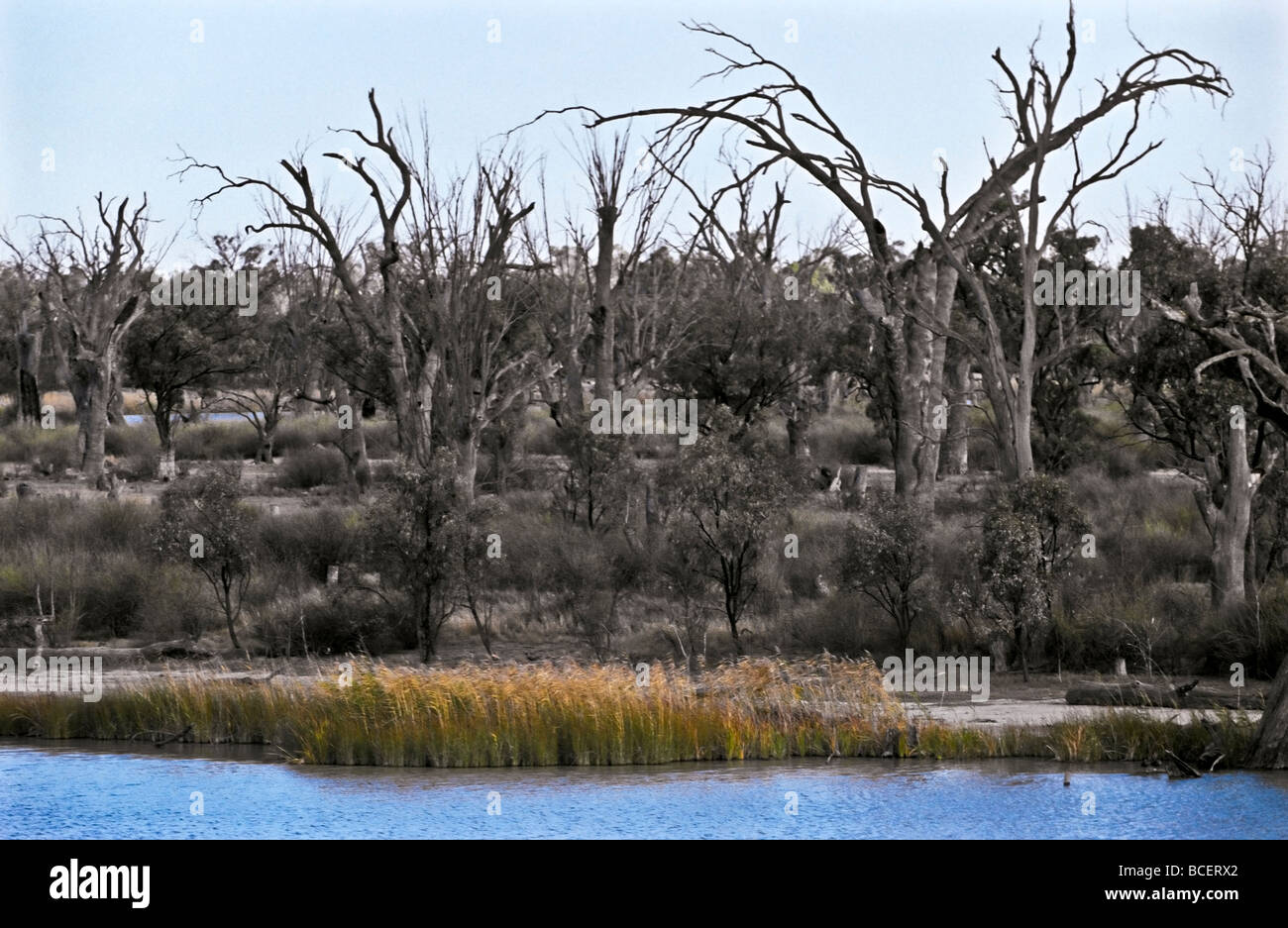 Degradiert und verwüsteten Feuchtgebiete entlang des Murray River Basin. Stockfoto