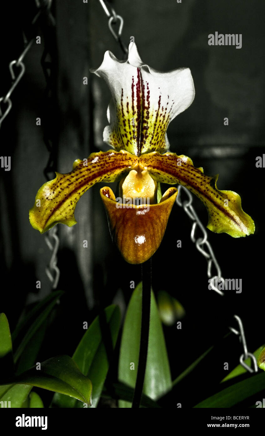 Die spektakuläre Blütenblätter eine Slipper Orchidee in einen hängenden Korb. Stockfoto