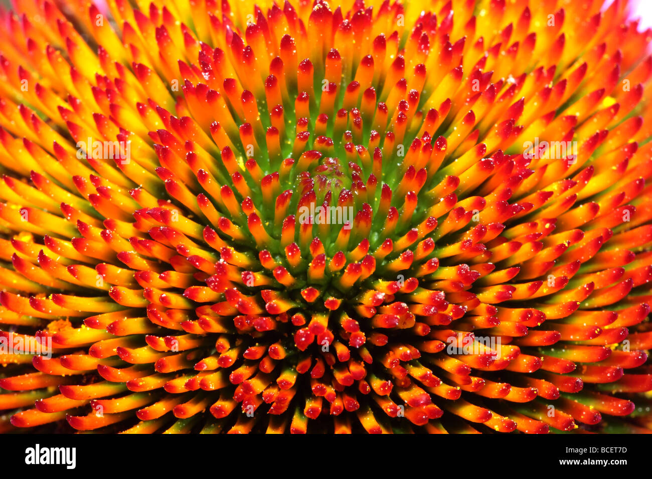 Dies ist ein Makro Nahaufnahme des Kerns einer Sonnenhut oder Echinacea Blume. Stockfoto