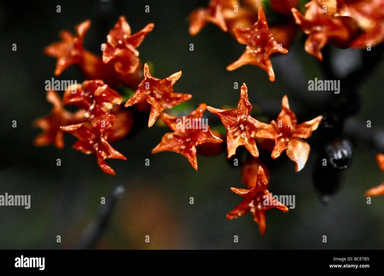 Epacris trocknen Blumen Thymian Heide Orange drehen und schrumpfen im Alter Stockfoto