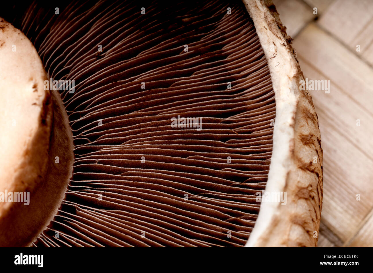Makroaufnahme einer Portabella Pilzköpfe auf einem braunen Textued Hintergrund Stockfoto