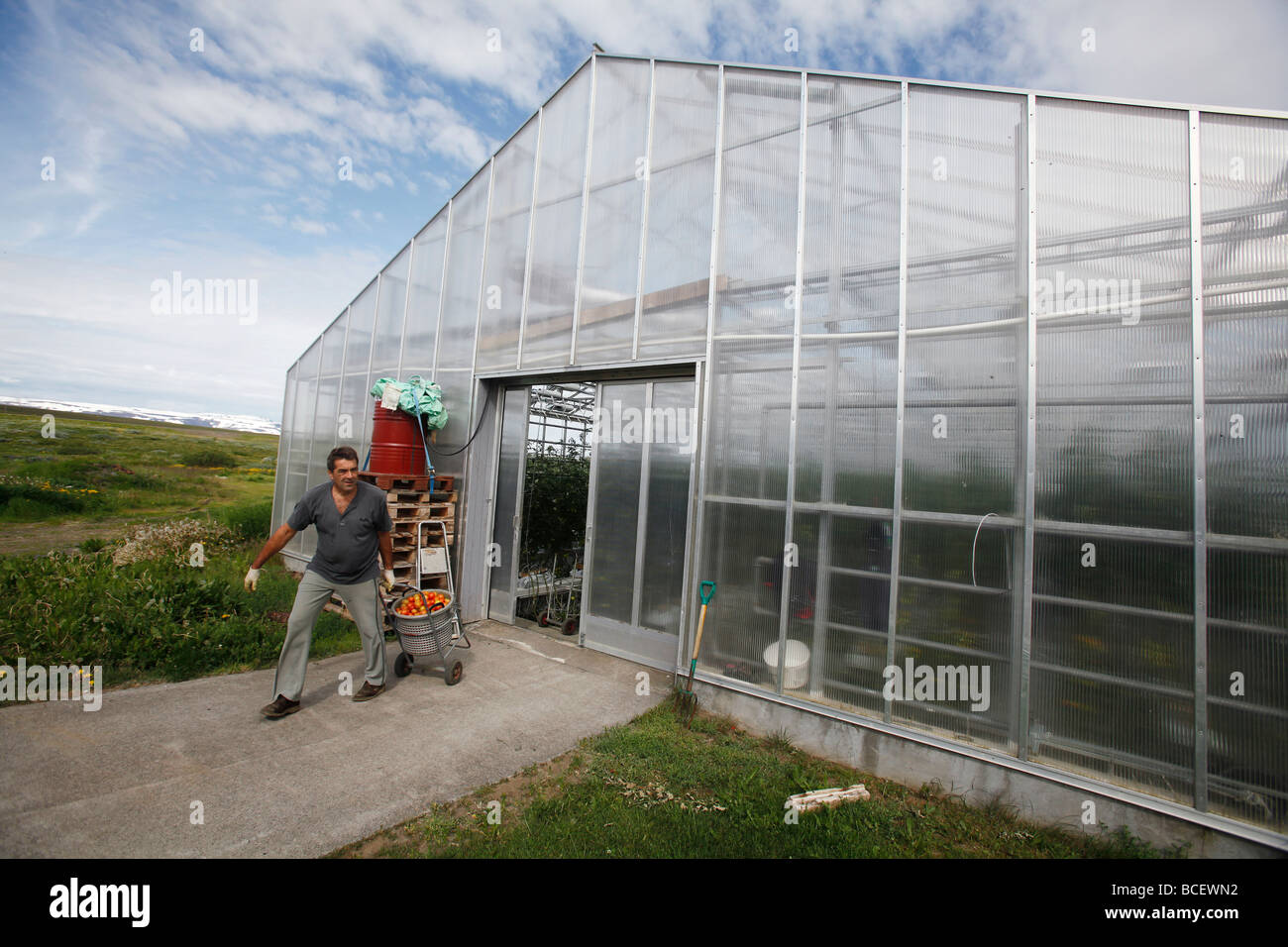 Gewächshaus-Arbeiter mit geernteten Tomaten, geothermisch beheizten Gewächshaus, Island Stockfoto