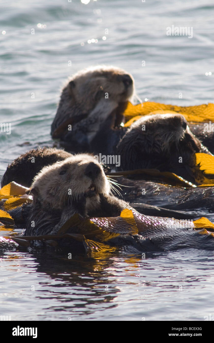 Bedrohte südlichen Seeotter (Enhydra Lutris Nereis) in Seetang. Stockfoto